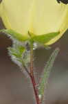 Carolina frostweed